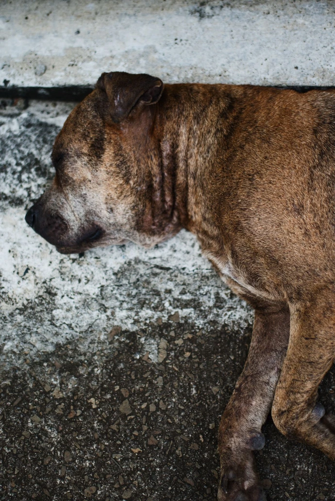 street-photo-chien-marron-robert-martinique