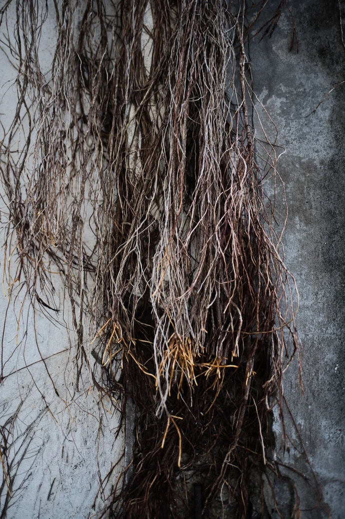 liane-texture-marron-street-photo