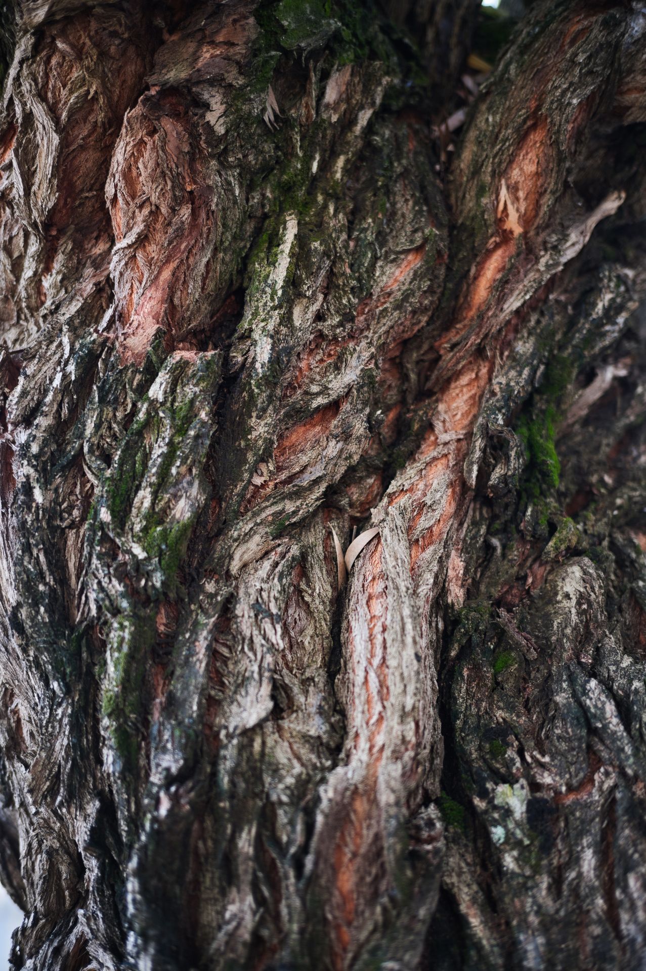 tronc-arbre-texture-marron-street-photo